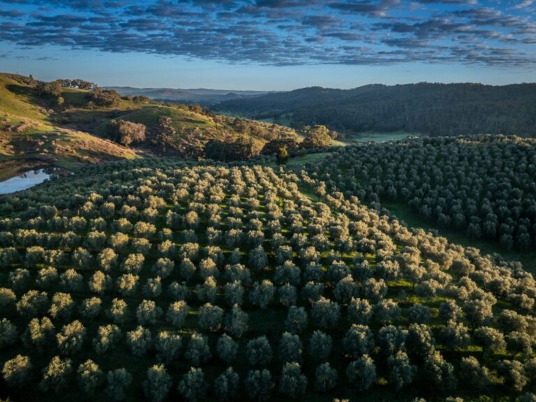 3326-Peelwood-Rd-Peelwood-6-1024x768-1